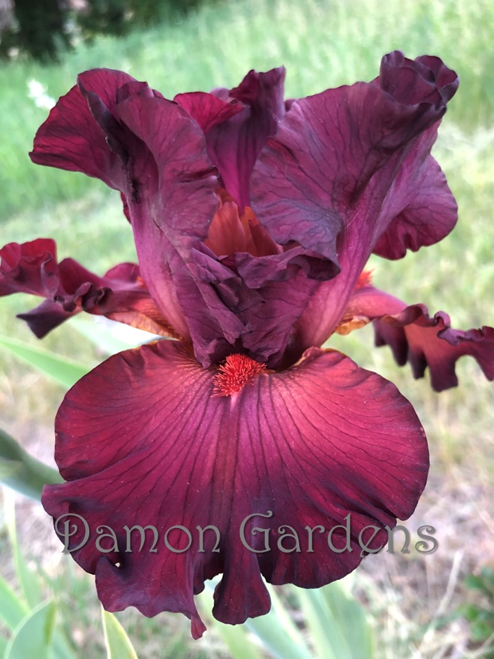 Iris Catch The Fever